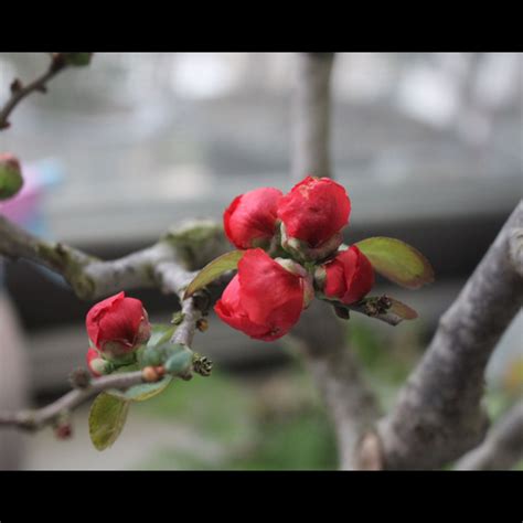 玫瑰海棠風水|海棠花的風水作用及其擺放方法